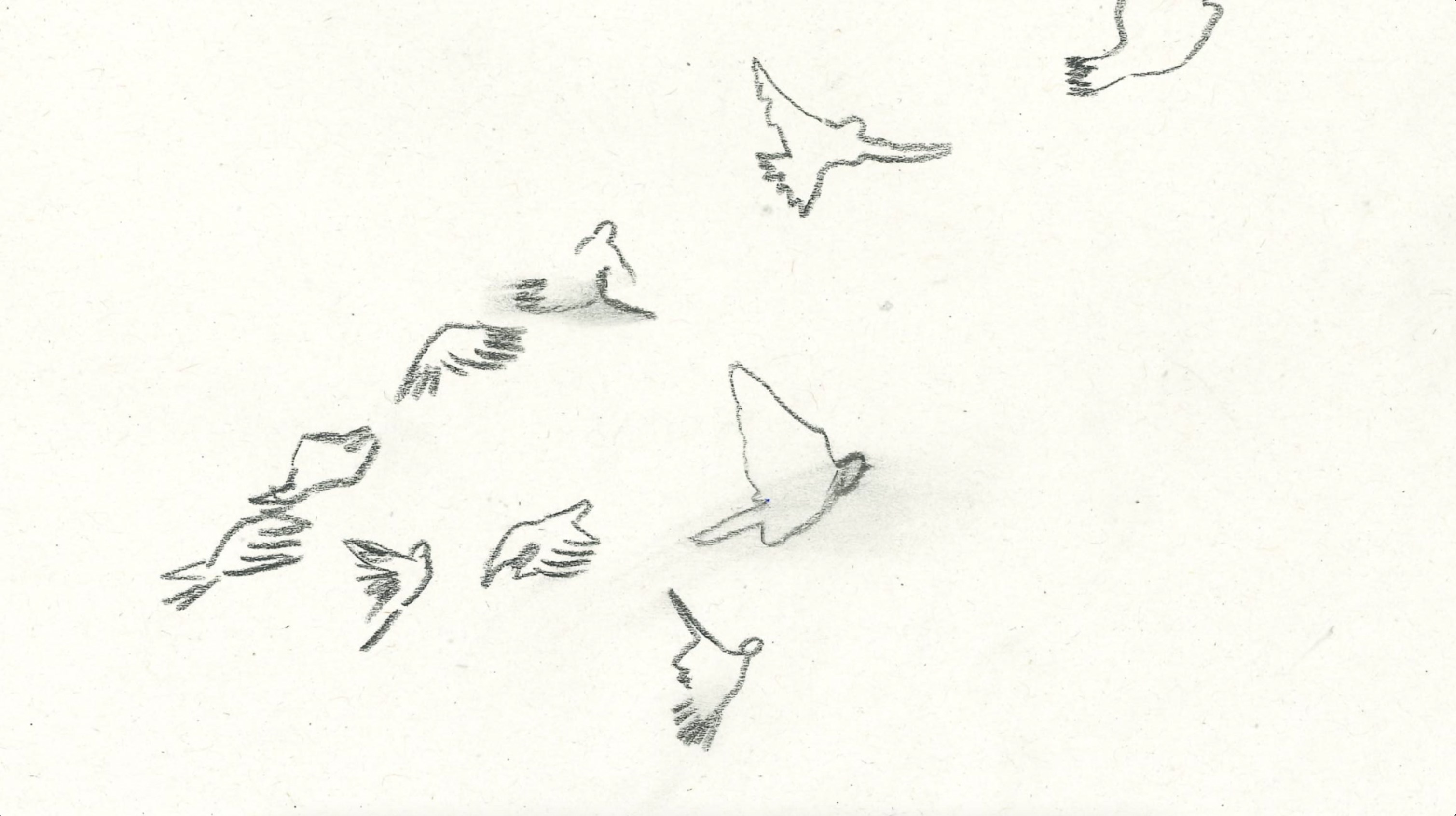 Pigeon Holding image no text