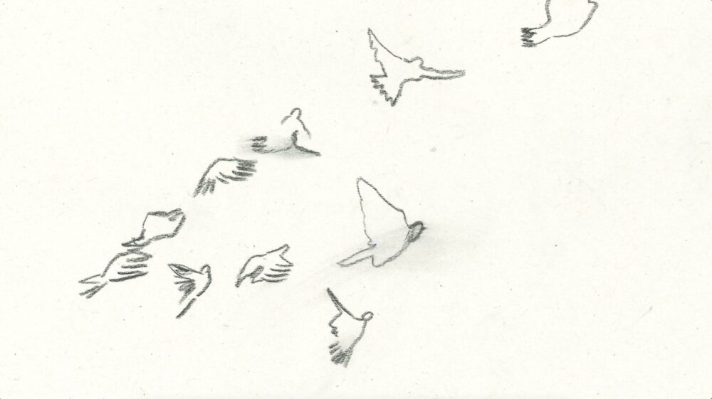 Pigeon Holding image no text