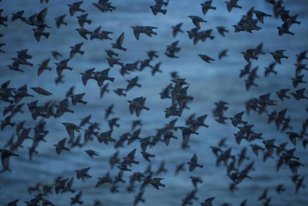 Starlings